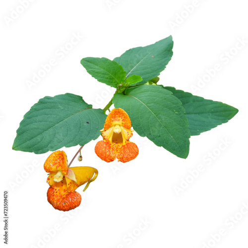 Impatiens capensis (Jewelweed) Native North American Wetland Wildflower Isolated on White Background  photo
