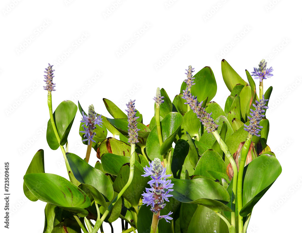 Obraz premium Pontederia cordata (Pickerelweed) Native North American Wetland Plant with Blooming Wildflower Isolated on White Background 