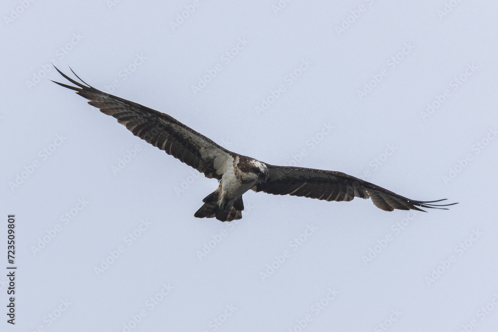 The beautiful flight characteristics of Brahminy Kite, White-bellied Sea-eagle, and Osprey in Thailand. The beautiful flight characteristics of Brahminy Kite, White-bellied Sea-eagle, and Osprey in Thailand.