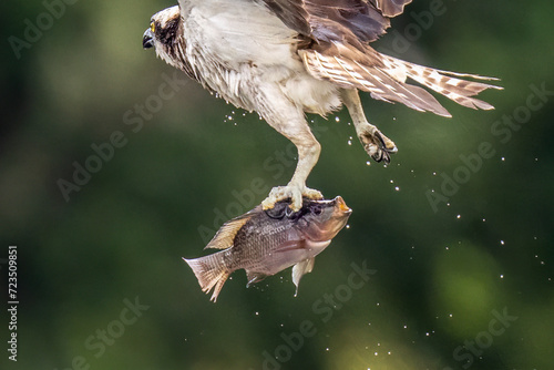 The beautiful flight characteristics of Brahminy Kite, White-bellied Sea-eagle, and Osprey in Thailand. photo