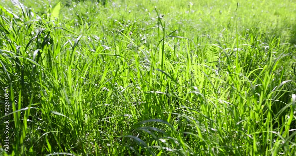 green soft grass in spring close-up, growing in a field of green grass in sunny spring weather green soft grass in spring close-up, growing in a field of green grass in sunny spring weather