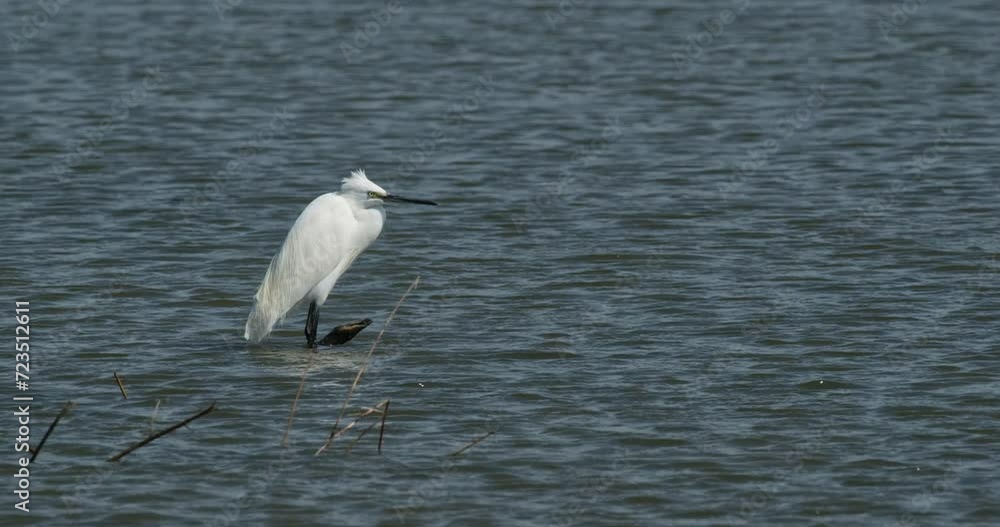 Standing in the water facing to nthe right resting in the middle of the day, Little Egret Egretta garzetta, Thailand Standing in the water facing to nthe right resting in the middle of the day, Little Egret Egretta garzetta, Thailand
