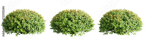 Spiraea japonica trees isolate transparent background.3d rendering PNG