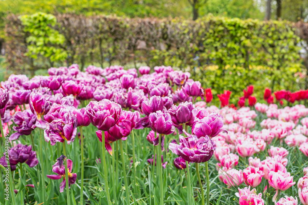 Tulip flower bulb field in garden, spring season in Lisse near Amsterdam Netherlands Tulip flower bulb field in garden, spring season in Lisse near Amsterdam Netherlands
