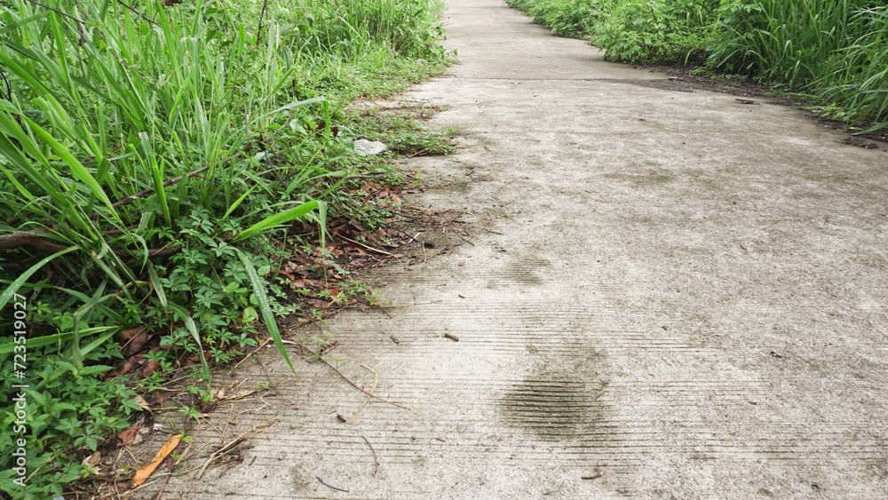 The small road beside it has beautiful grass-like trees The small road beside it has beautiful grass-like trees