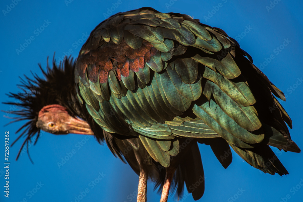 Fototapeta premium Ibis chauve perché 