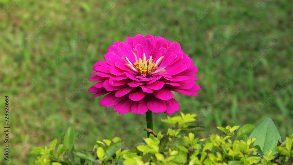 Obraz premium Closeup of beautiful flower with pink petals