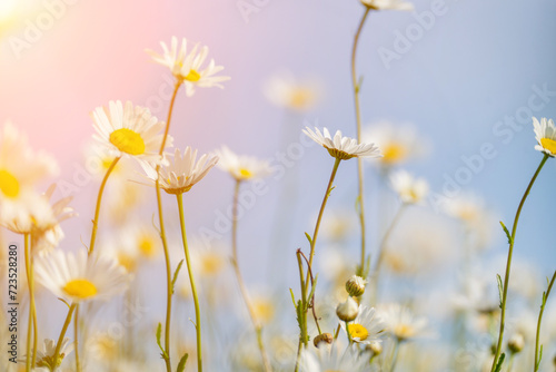 Daisy Chamomile background. Beautiful nature scene with blooming chamomilles in sun flare. Sunny day. Summer flowers.