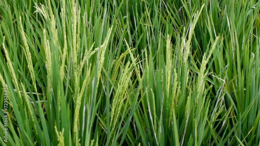 JAKARTA, 25 December 2023. Rice plants or Oryza sativa, in the middle of rice fields. close up JAKARTA, 25 December 2023. Rice plants or Oryza sativa, in the middle of rice fields. close up