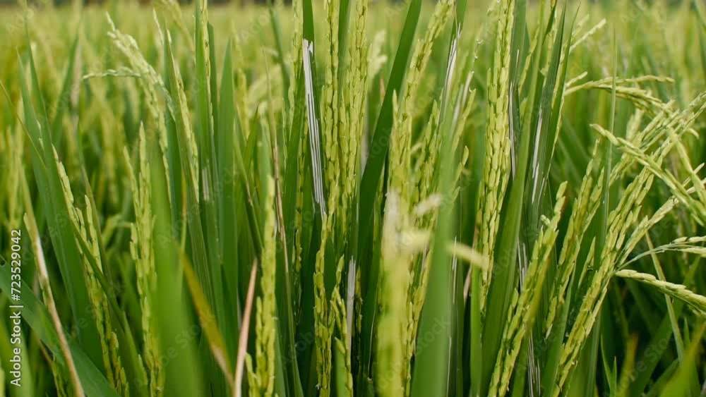 JAKARTA, 25 December 2023. Rice plants or Oryza sativa, in the middle of rice fields. close up JAKARTA, 25 December 2023. Rice plants or Oryza sativa, in the middle of rice fields. close up