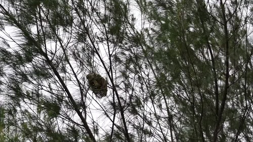 indonesian manyar bird or streaked weaver bird in the nest on the tree photo