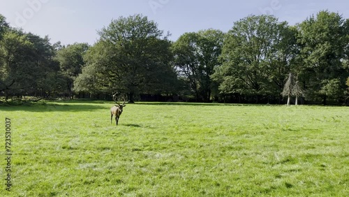 Deer with a big grin running alone across a green meadow with Wlad in the background in Germany in good weather photo