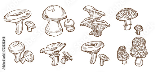 Poisonous and edible forest wild mushrooms types