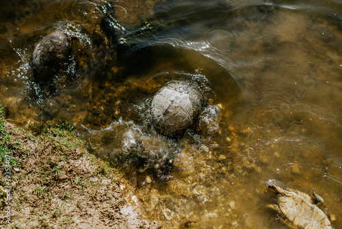 Sotogrande, Spain - January, 23, 2024 - A turtle wading in clear pond water near the bank with another partially submerged, creating ripples in the water. photo