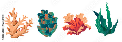 Undersea or ocean flora, coral reefs or seaweeds