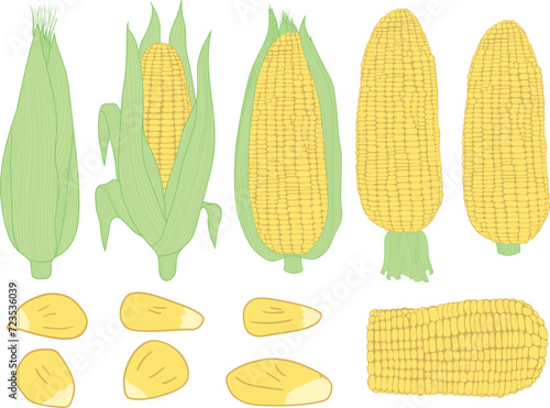 Set of corn vector illustration. Corn clip art. corn seeds corn ripe and corn cobs  
