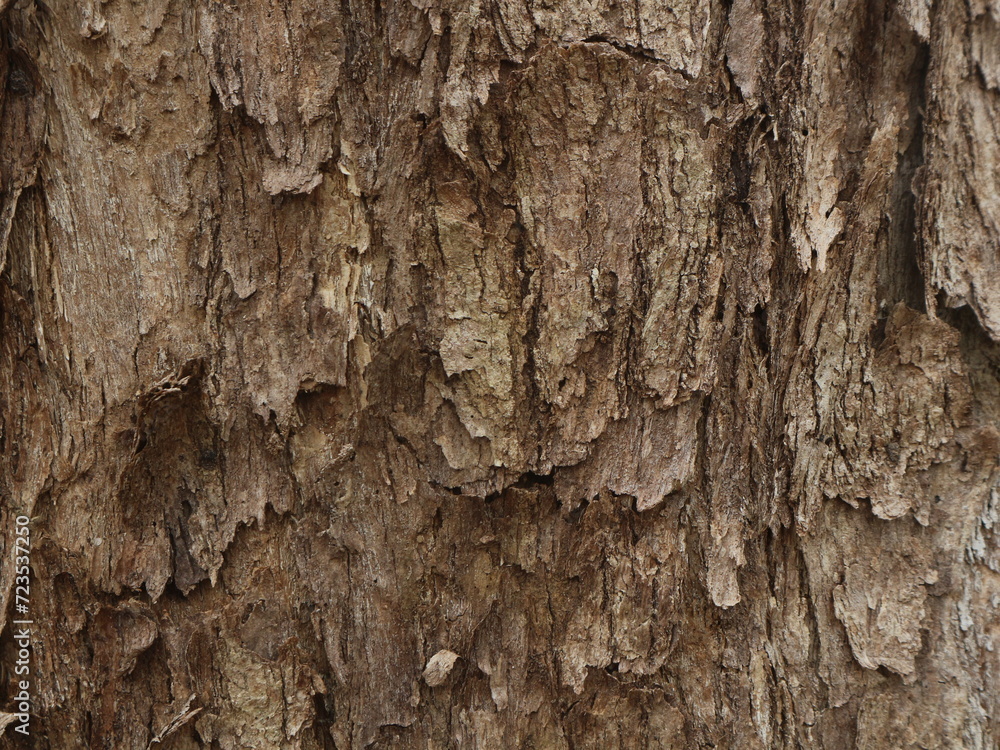 Obraz premium Wood bark background, rough scaly texture