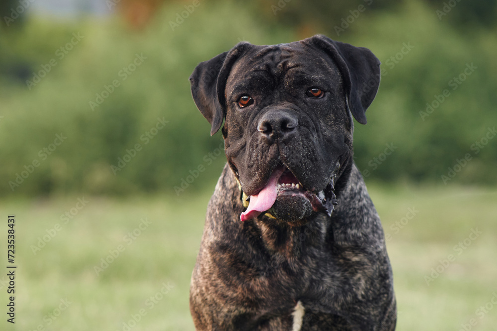 A stoic Italian Cane Corso dog gazes forward, its tongue lolling to the side. Pet in park 