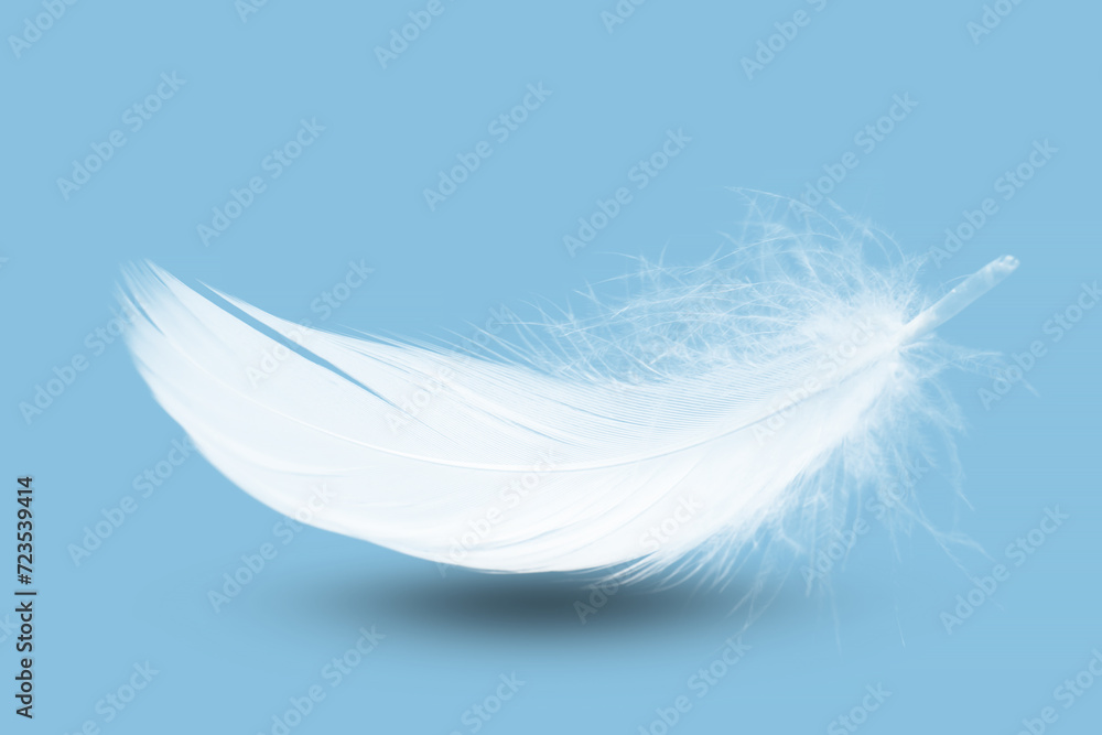 Obraz premium Abstract White Single Bird Feather Falling in The Air. Softness of Floating Feathers on A Blue background.