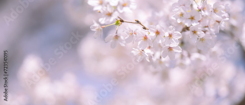 桜 photo