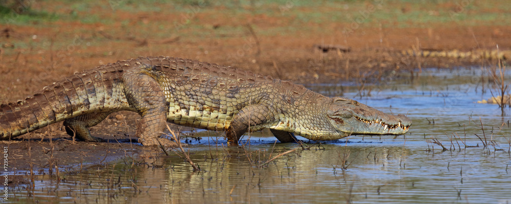 Nilkrokodil / Nile crocodile / Crocodylus niloticus Nilkrokodil / Nile crocodile / Crocodylus niloticus