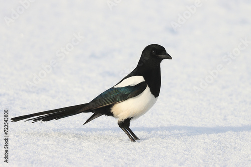 Photography Magpie