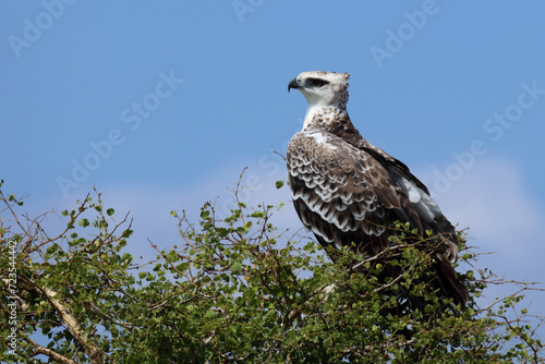 Kampfadler / Martial eagle / Polemaetus bellicosus.