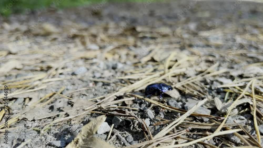 Japanese rhinoceros beetle walks across forest floor with needles Japanese rhinoceros beetle walks across forest floor with needles