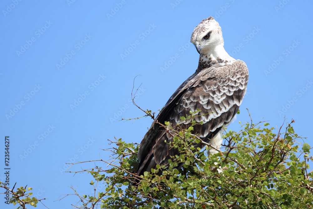 Kampfadler / Martial eagle / Polemaetus bellicosus. Kampfadler / Martial eagle / Polemaetus bellicosus.