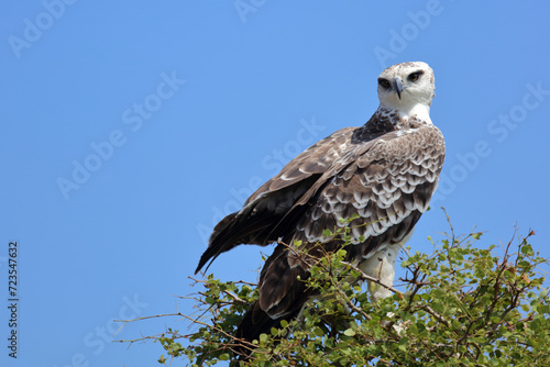 Kampfadler / Martial eagle / Polemaetus bellicosus. © Ludwig