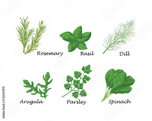 Spicy herbs. A set of spicy herbs such as dill, parsley, spinach, and also bay leaf, rosemary and onion. Medicinal herbs and spices. A vegetarian product. Vector illustration