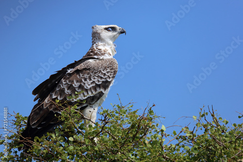 Wallpaper Mural Kampfadler / Martial eagle / Polemaetus bellicosus. Torontodigital.ca