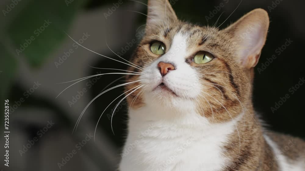 Close-up of tricolor cat sitting and looking . Kitty with yellow eyes. Pet at home Close-up of tricolor cat sitting and looking . Kitty with yellow eyes. Pet at home