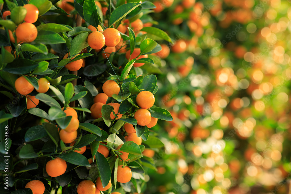 Chinese citrus  for a happy chinese new year's decoration