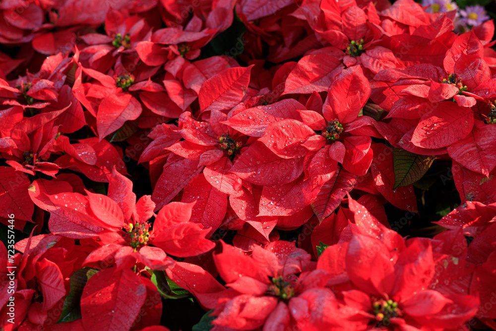 Fototapeta premium Red poinsettia flowers in garden