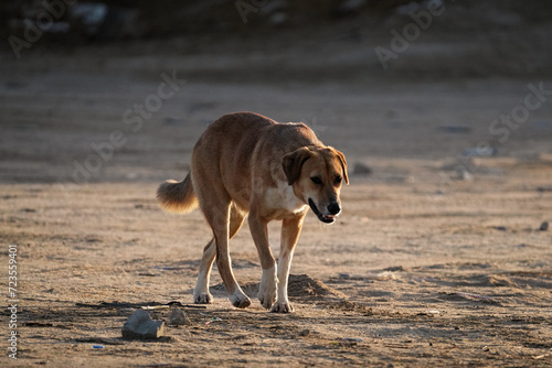 dog walking in the desert 