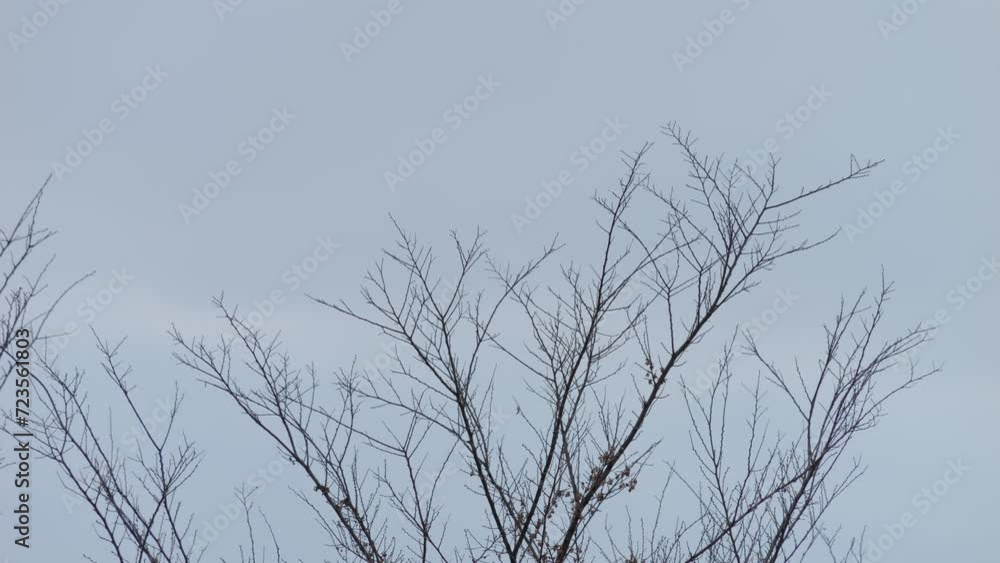 Cloudy winter sky and dead trees Cloudy winter sky and dead trees
