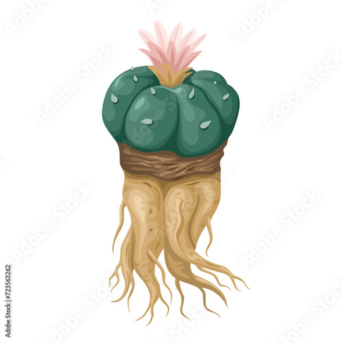 Vector illustration, Lophophora williamsii or peyote cactus, isolated on white background.