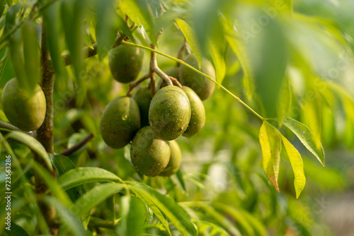 Tree of the species Spondias dulcis,Mombins Tree Fruit of the Genus Spondias ,Ambarella is lined with green and brown hues,English Plum Plant of the species Spondias dulcis with selective focus