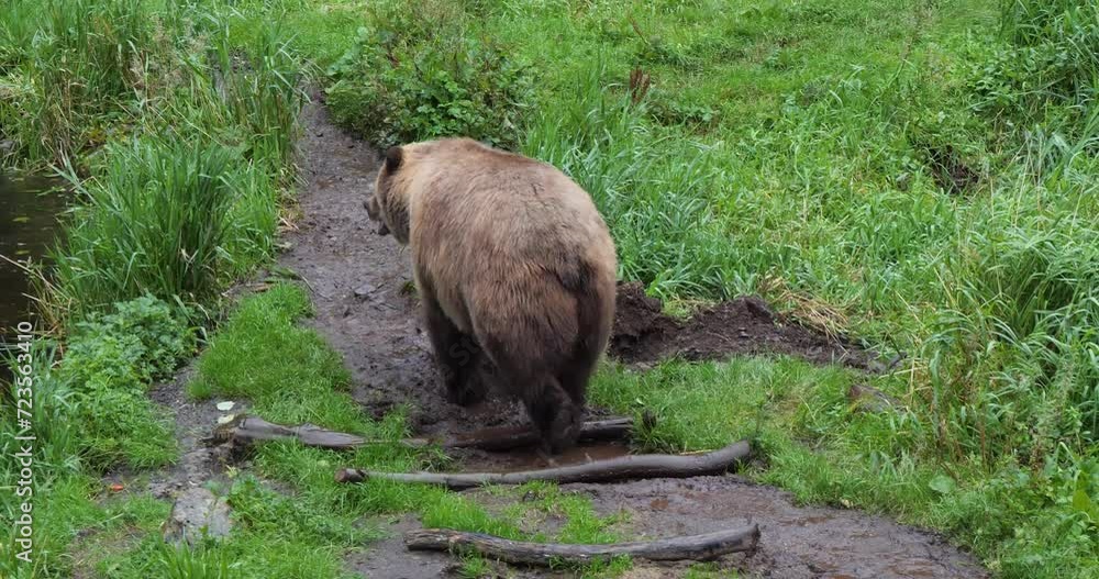 Female Brown bear walking by the river bank, Alaska Female Brown bear walking by the river bank, Alaska