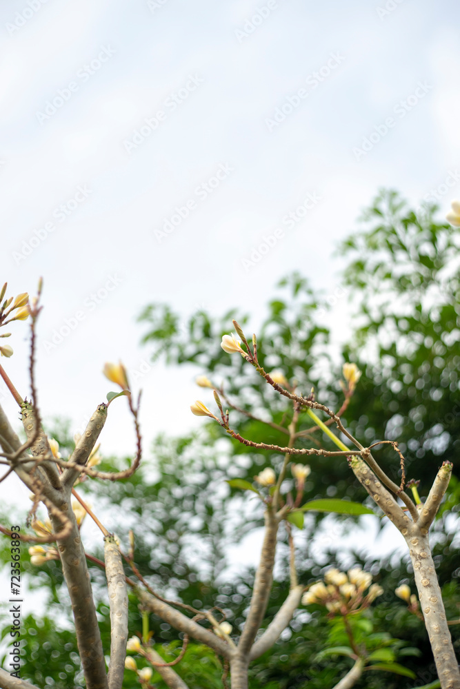 Cropped hand holding plumeria,Close-up of flowers blooming,Close-up of plumeria on white pebbles,Close-up of white plumeria flowers Cropped hand holding plumeria,Close-up of flowers blooming,Close-up of plumeria on white pebbles,Close-up of white plumeria flowers