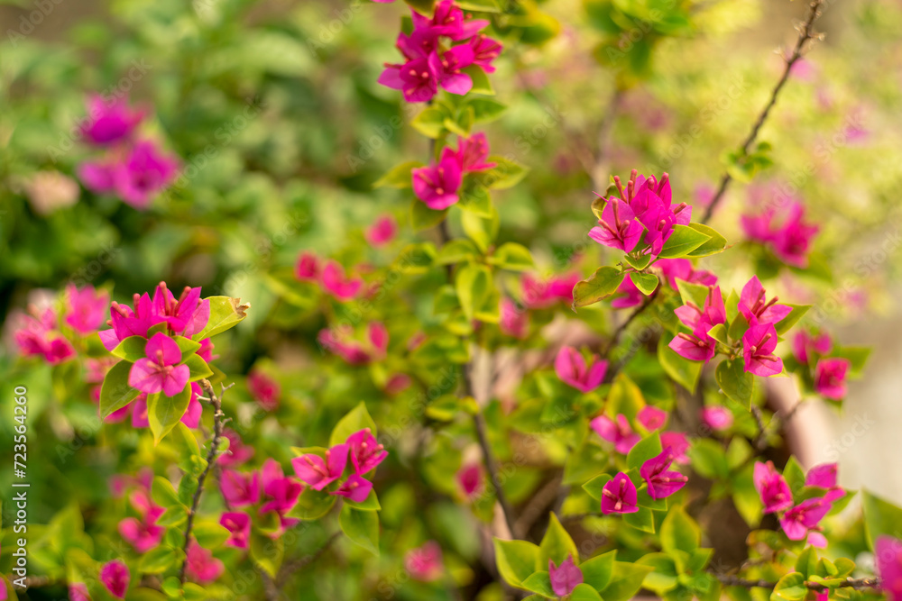 Close-up of pink bougainvillea flower, Close-up of yellow flowering plant,Closeup Group of Yellow Bougainvillea Flowers Isolated on Background, Close-up of pink bougainvillea flower, Close-up of yellow flowering plant,Closeup Group of Yellow Bougainvillea Flowers Isolated on Background,