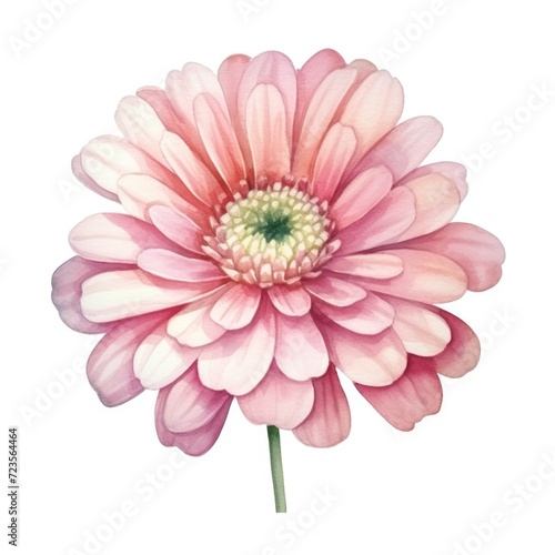 Zinnia flower watercolor illustration. Floral blooming blossom painting on white background © Pixel Pine
