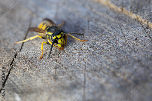 close up of a wasp  © scott