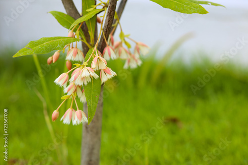 Elaeocarpus grandiflorus Sm. flowers blooming in a garden.  photo