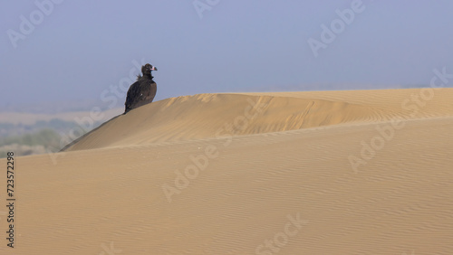 Cinereous Vulture On Sand Dunes Photographed At Desert National Park india  photo