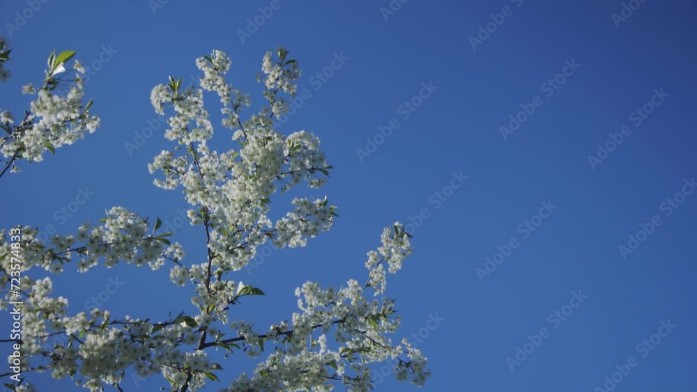 Early spring, blooming trees with white flowers. A branch of a cherry fruit tree sways in the wind against the blue sky in sunny weather. Cherry, Prunus serasus, in the garden close-up. Early spring, blooming trees with white flowers. A branch of a cherry fruit tree sways in the wind against the blue sky in sunny weather. Cherry, Prunus serasus, in the garden close-up.