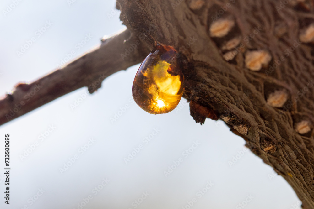 A yellow drop of resin hangs on a tree, playing in the sun. A yellow drop of resin hangs on a tree, playing in the sun.