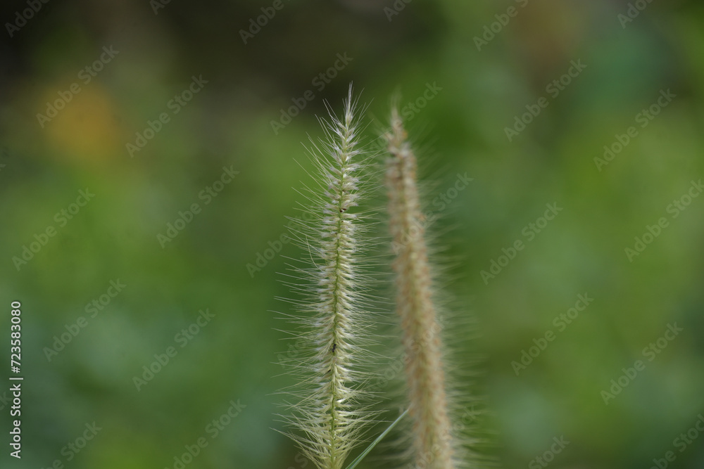 Grass flowers are clumps of grass fluttering in the wind. Grass flowers are clumps of grass fluttering in the wind.
