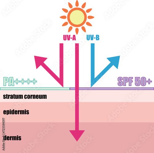 日焼け止めが紫外線から肌を守るイメージイラスト